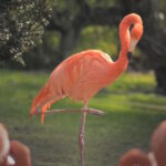 París – Museo Nacional de Historia Natural – Flamenco en el zoo del Jardin des Plantes