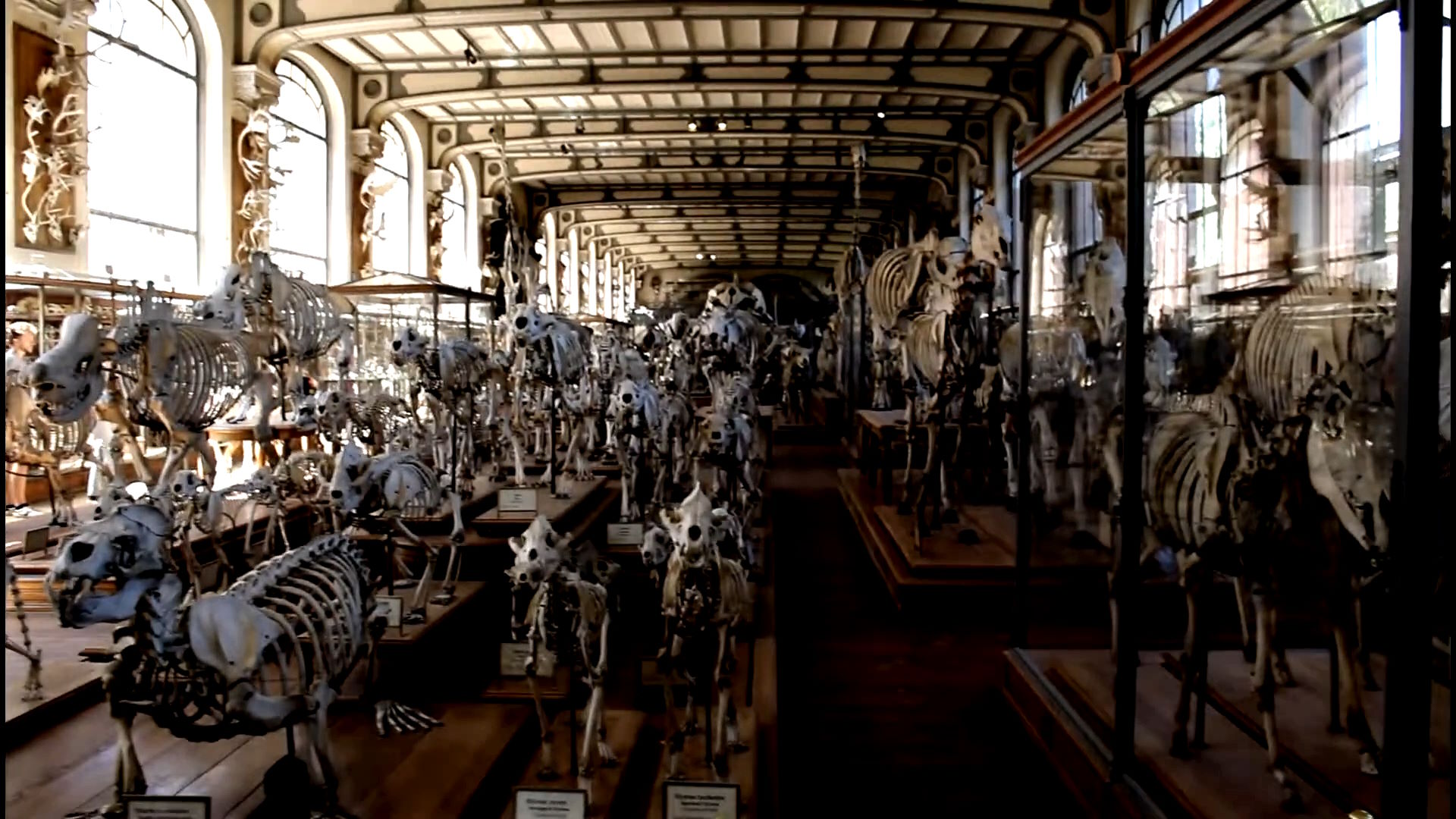 París - Museo Nacional de Historia Natural - Galería de la paleontología