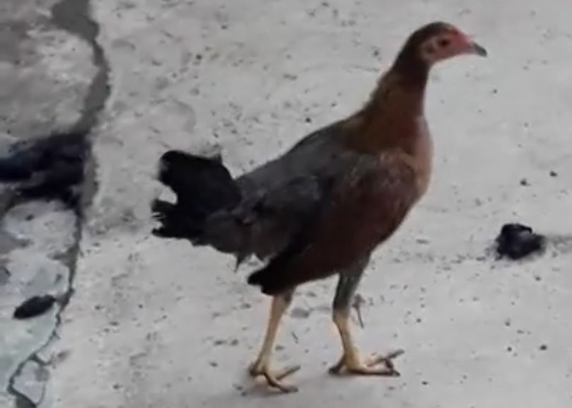 Gallina pereta