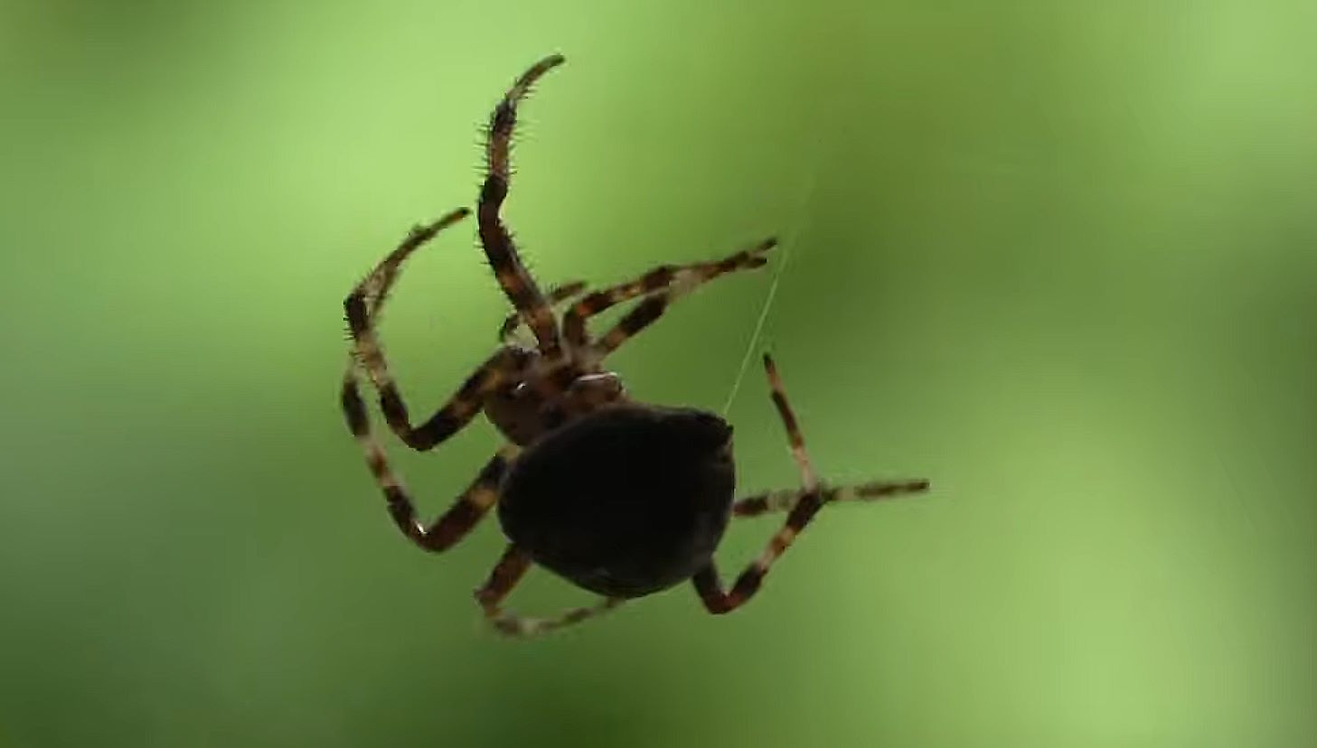 Araña en su actividad favorita de colgarse de un hilo y no hacer ná