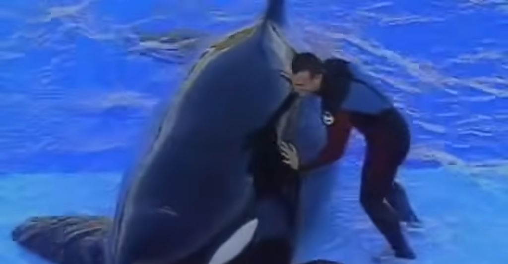 El documental Blackfish de 2013 acabó con el uso de orcas en parques acuáticos