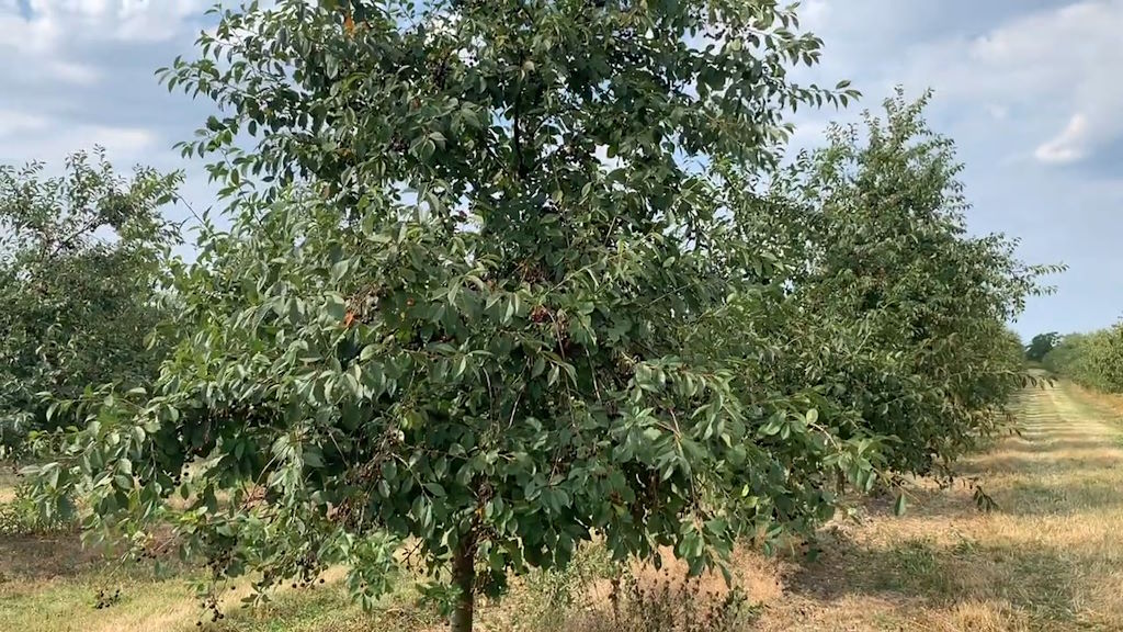 La Bodega Frederiksdal es famosa por su vino de cereza