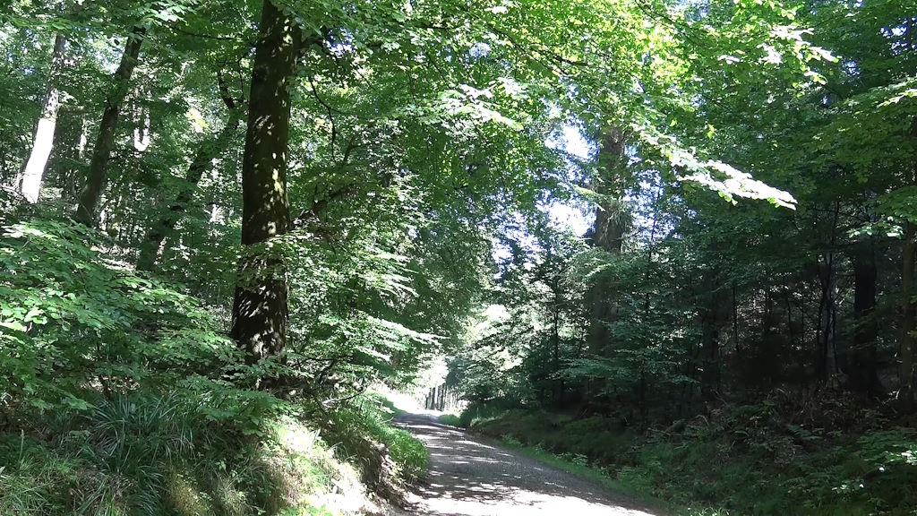 Sendero en el parque natural de Rold Skov