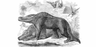 Así imaginó William Buckland el megalosaurus