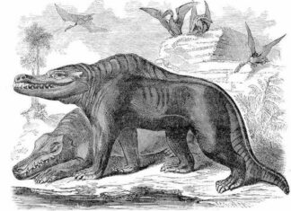 Así imaginó William Buckland el megalosaurus