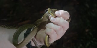 Ejemplar de serpiente arbórea marrón capturado para su estudio