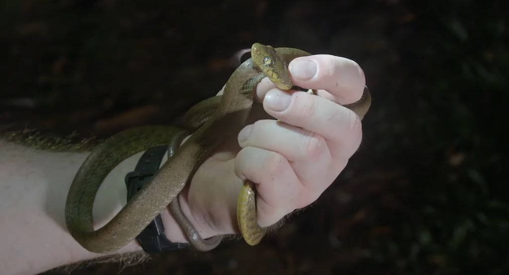 Ejemplar de serpiente arbórea marrón capturado para su estudio