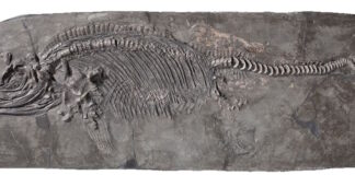 Ictiosaurio descubierto por Mary Anning