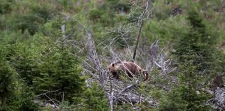 La Naturaleza campa a sus anchas en los Altos Tatras y es mejor no ir solo y salirse de las rutas señaladas para turistas