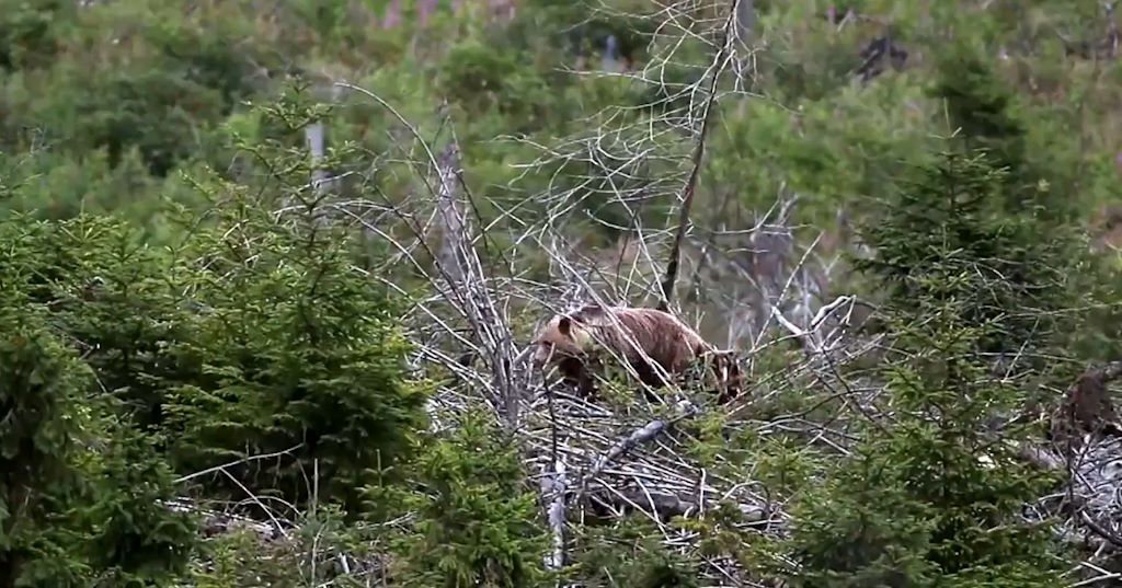 La Naturaleza campa a sus anchas en los Altos Tatras y es mejor no ir solo y salirse de las rutas señaladas para turistas