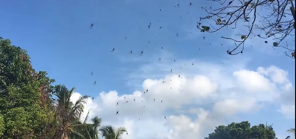 Millones de arañas viven suspendidas en inmensas colonias telarañas en los bosques de Guam