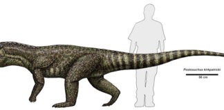 Recreación de un Postosuchus kirkpatricki en comparación con un humano