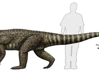 Recreación de un Postosuchus kirkpatricki en comparación con un humano