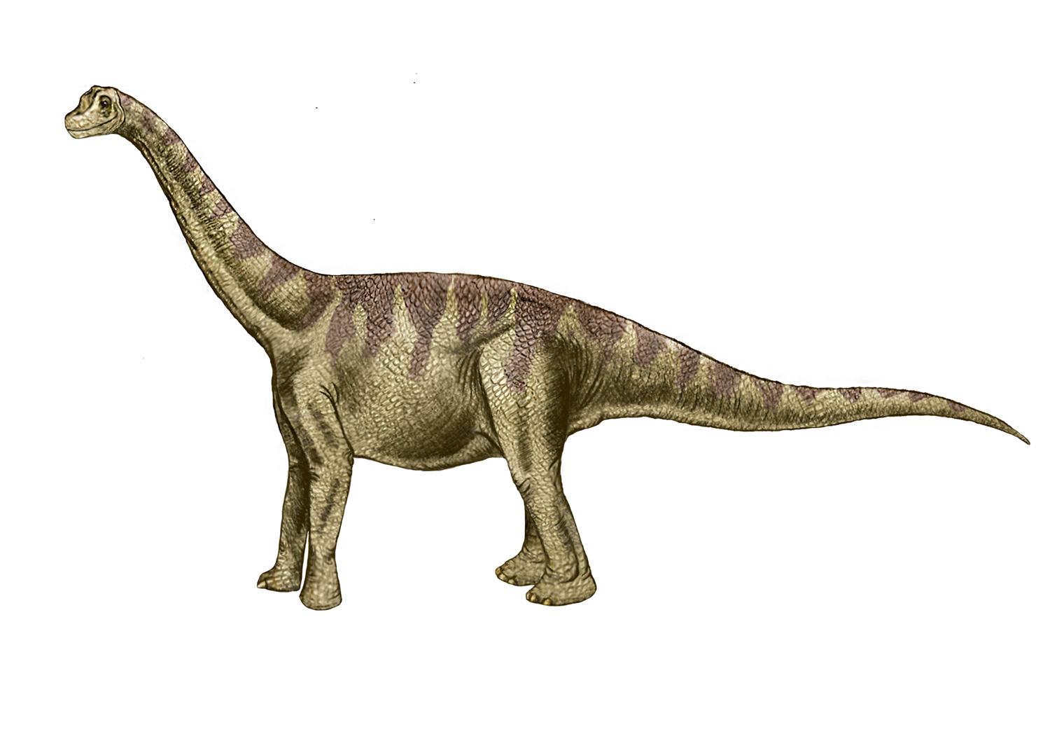 Sauropodos iniciales: el ascenso de los herbívoros gigantes