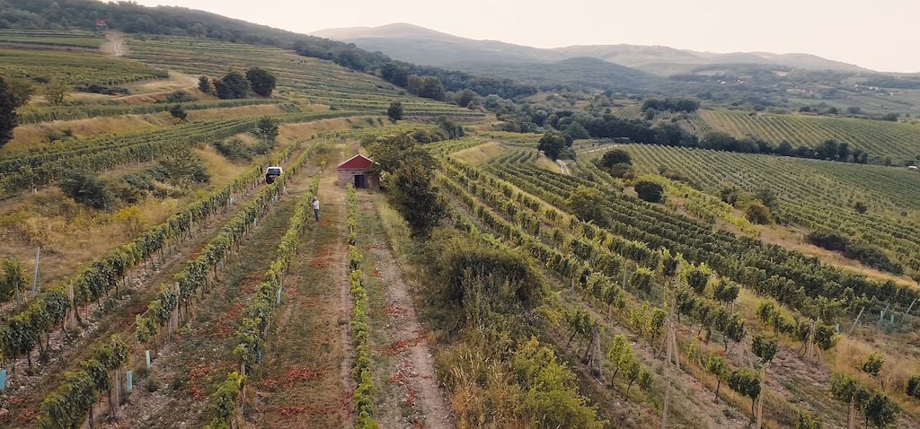 Viñedos en la comarca de Modra